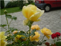27f85999-Picture 544.jpg